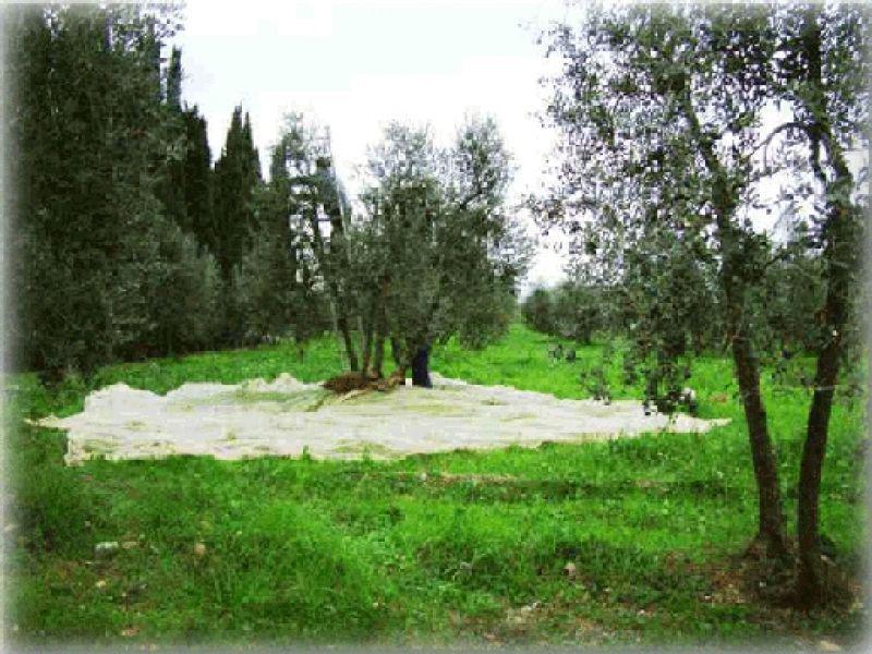 Belfiore, Brucatura delle ulive - autunno 2005