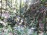 Mulinaccio partic. (14) (imm. 17 di 27)