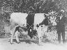 Fiera di Mezzagosto - Bovino premiato 1911 | Lastra a Signa (imm. 3 di 18)