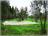 Belfiore, Brucatura delle ulive - autunno 2005 (imm. 1 di 5)