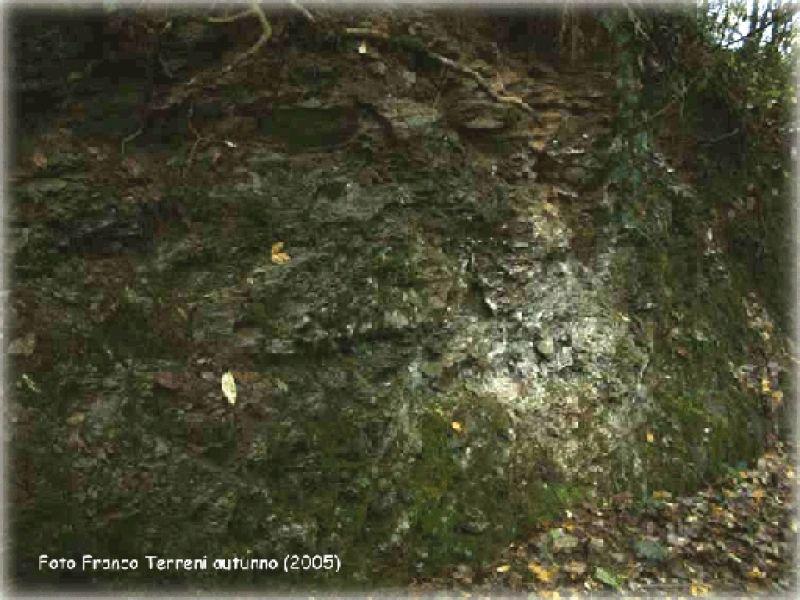 Brucianesi,Argilloscisti a Rio del Marchio autunno 2005 (Lastra a Signa)