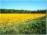 La Luna Girasoli 2005, panorama (Lastra a Signa) (imm. 15 di 26)