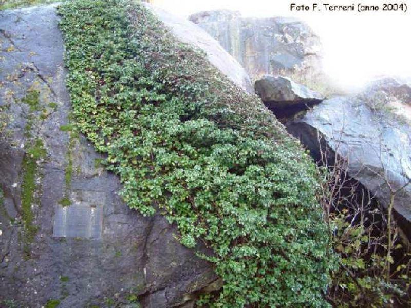 Gonfolina  o  Golfolina (Lastra a Signa 2006)