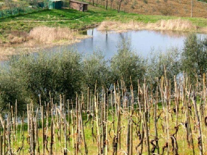Lago di S.Ilario  (Lastra a Signa Aprle 2007)