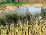 Lago di S.Ilario  (Lastra a Signa Aprle 2007) (imm. 11 di 19)