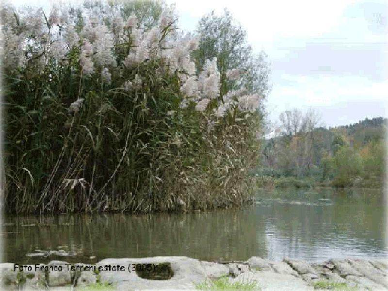 Ginestra torrente Pesa (2005) | Lastra a Signa