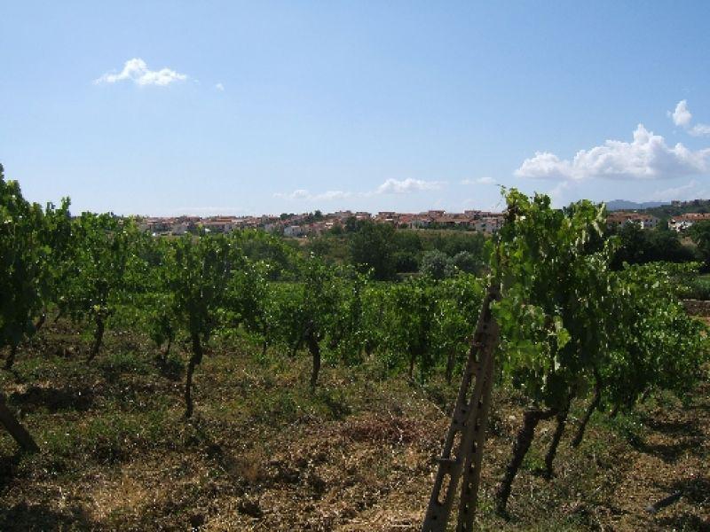 Quattro strade - Vigneto (Malmantile 2007)