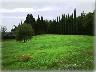Piandaccoli autunno 2005 (Malmantile) (imm. 6 di 11)