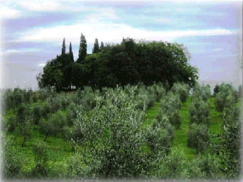 Piandaccoli, uccelliera, autunno 2005 (Malmantile)