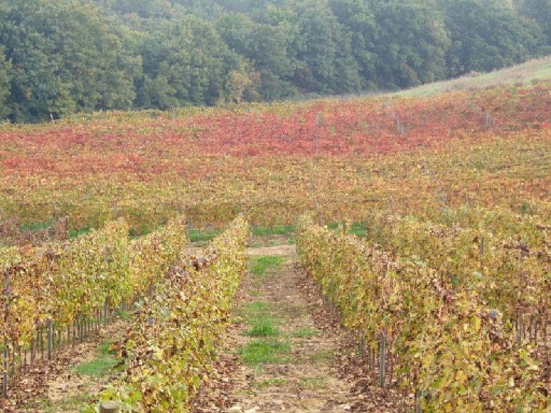 Malmantile e vigna a Piandaccoli (2007)