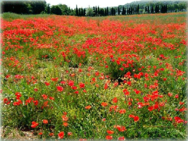 Piandaccoli estate 2005 (Malmantile)