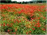 Piandaccoli estate 2005 (Malmantile) (imm. 2 di 11)
