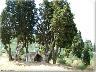 Cupoli paretaio estate 2005 | Lastra a Signa (imm. 2 di 5)