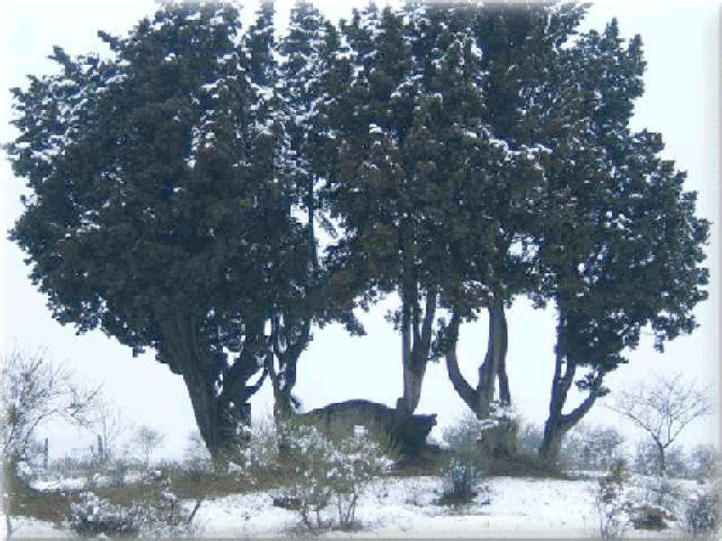 Cupoli paretaio gennaio 2005 | Lastra a Signa