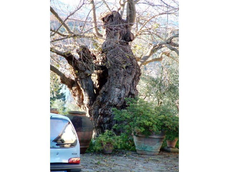 Le Selve - Gelso censito fra i 100 alberi da salvare in Toscana (foto 2006) | Lastra a Signa
