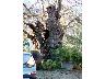 Le Selve - Gelso censito fra i 100 alberi da salvare in Toscana (foto 2006) | Lastra a Signa (imm. 12 di 15)