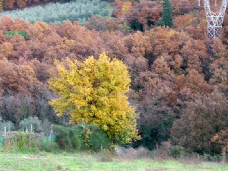 Bosco dei cerreti (Autunno 2005) | Lastra a Signa