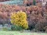 Bosco dei cerreti (Autunno 2005) | Lastra a Signa (imm. 8 di 9)