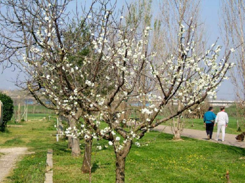 Parco  fluviale in  primavera 2005 | Lastra a Signa