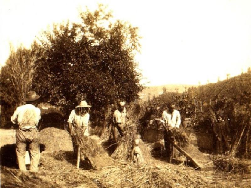 Raccolta della paglia 1900