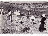 Raccolta della paglia 1900 (imm. 6 di 22)