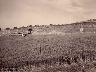 Paeseggio toscano, Industria della paglia, campi con spighe pronte per la raccolta 1900 (imm. 4 di 22)