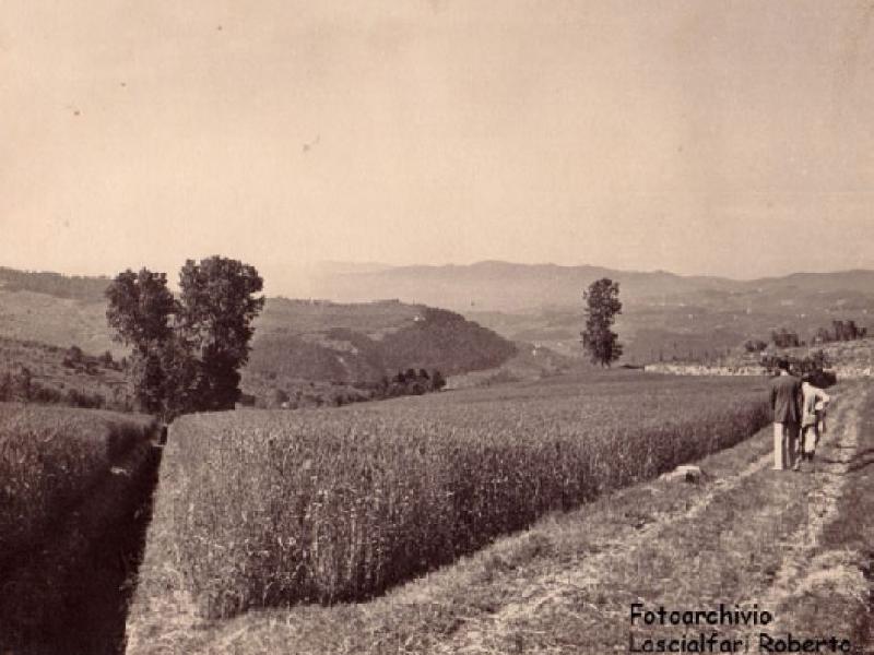 Industria della paglia, campi con spighe pronte per la raccolta 1900