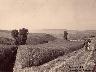 Industria della paglia, campi con spighe pronte per la raccolta 1900 (imm. 3 di 22)