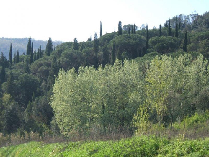 Camaioni, paesaggio  (Montelupo Fiorentino 2005)