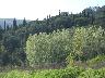 Camaioni, paesaggio  (Montelupo Fiorentino 2005) (imm. 6 di 12)