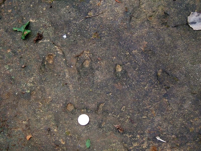 Pedata del Diavolo, particolare della roccia (foto 2012)