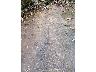 Pedata del Diavolo, particolare della roccia (foto 2012) (imm. 7 di 12)