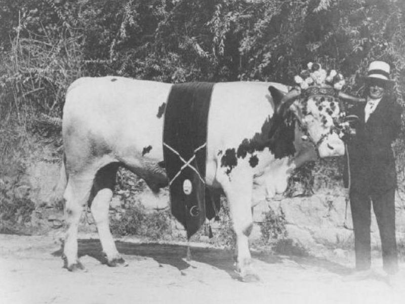 Bovino premiato alla fiera dell'Assunta (1911)