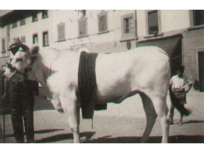 Bovino premiato alla fiera dell'Assunta (1912)