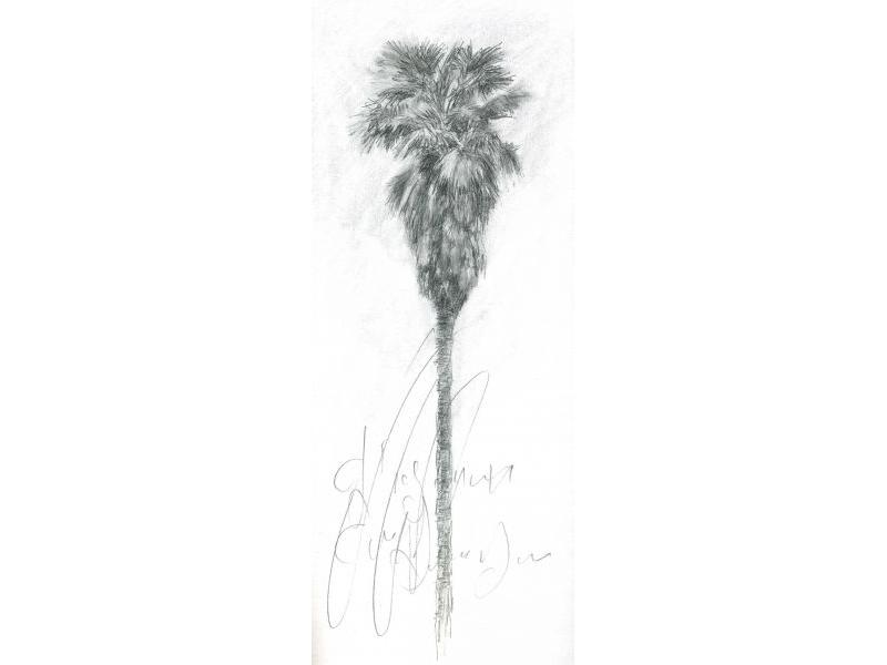Palma, DISEGNI su carta 33x12