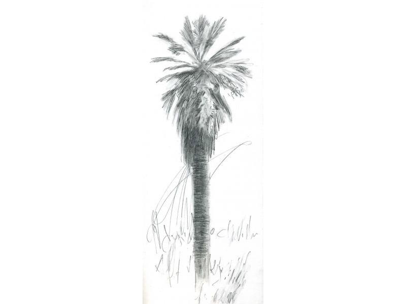 Palma, DISEGNI su carta 33x12