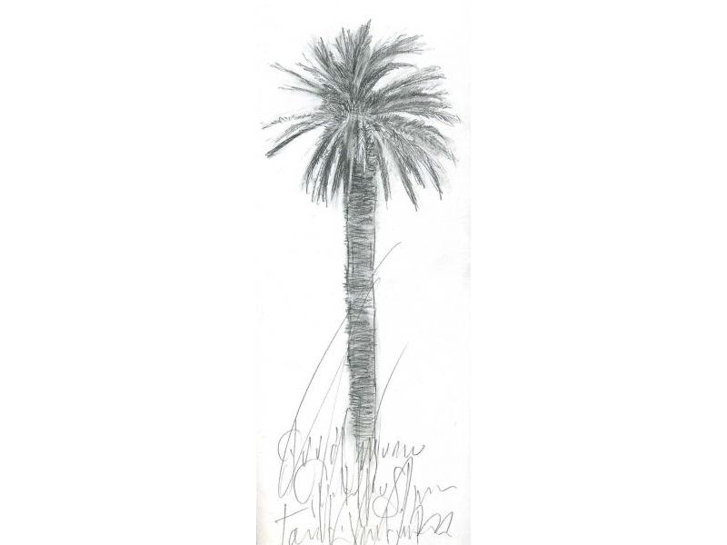 Palma, DISEGNI su carta 33x12