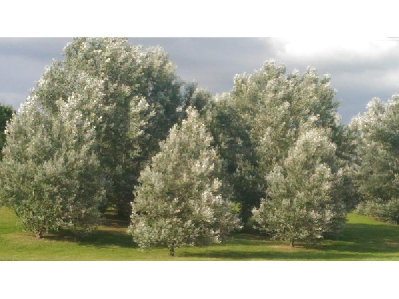 Lastra a Signa,Parco fluviale, 18 agosto 2018