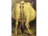 Vacca gravida, 1953-55. Olio su masonite, cm. 66x46 (imm. 17 di 25)