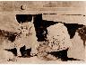 Bufali (imm. 13 di 21)