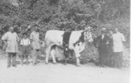 Fiera di Mezzagosto - Bovino premiato, 1911 | Lastra a Signa