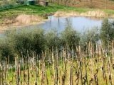 Lago di S.Ilario  (Lastra a Signa Aprle 2007)