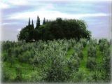 Piandaccoli, uccelliera, autunno 2005 (Malmantile)