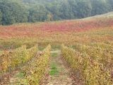 Malmantile e vigna a Piandaccoli (2007)