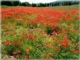 Piandaccoli estate 2005 (Malmantile)