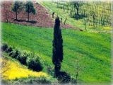 Bracciatica di Malmantile estate 2005