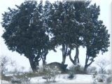 Cupoli paretaio gennaio 2005 | Lastra a Signa