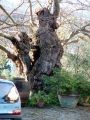 Le Selve - Gelso censito fra i 100 alberi da salvare in Toscana (foto 2006) | Lastra a Signa