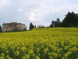 Alture di Castagnolo  (2007) | Lastra a Signa