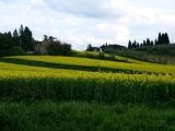 Castagnolo, campi di Colza Marzo 2007 | Lastra a Signa